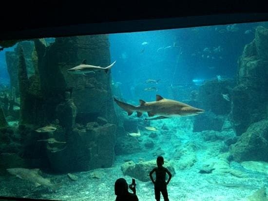 Istanbul Aquarium Ticket & Shuttle – Aqua Florya - Image 2