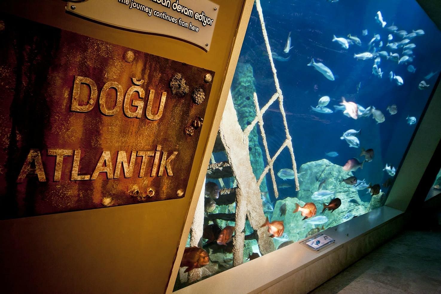Istanbul Aquarium Ticket & Shuttle – Aqua Florya - Image 5