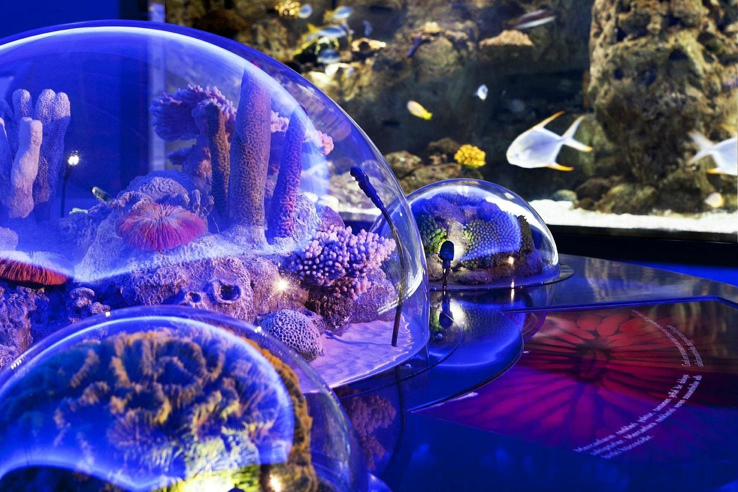 Istanbul Aquarium Ticket & Shuttle – Aqua Florya - Image 8