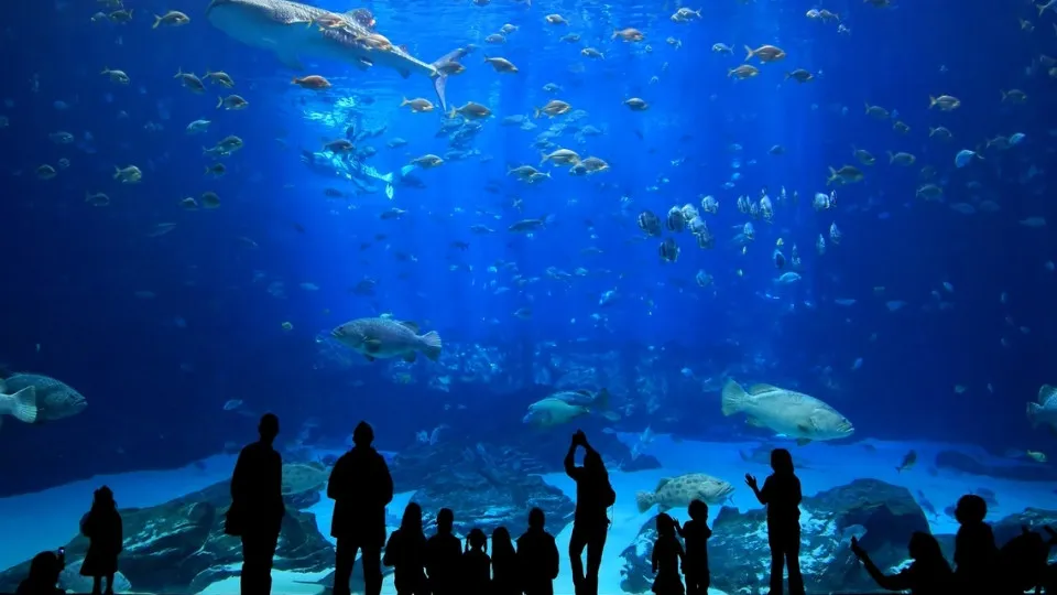 Istanbul Aquarium Ticket &#038; Shuttle - Image 1